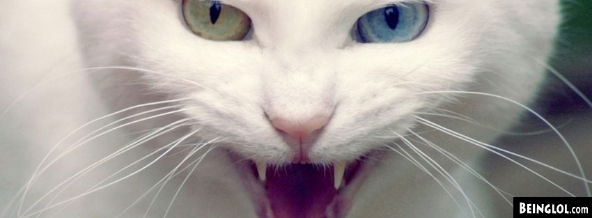 Angry Cat Facebook Cover