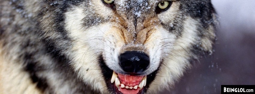 Angry Wolf Facebook Cover
