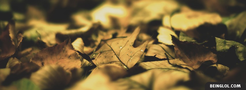 Autumn Leaves Facebook Cover