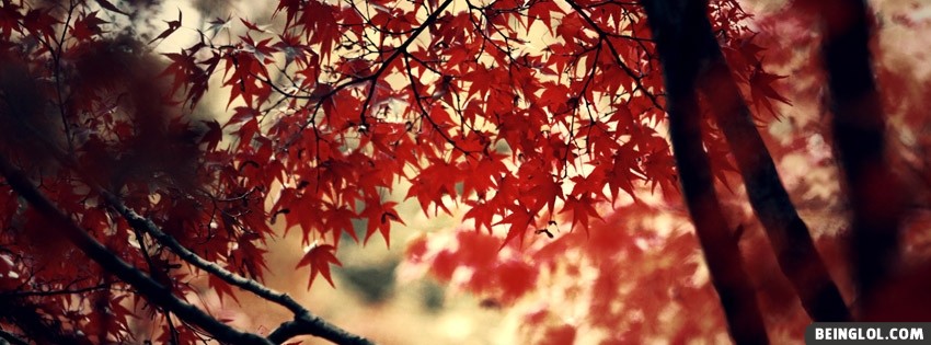 Autumn Tree Facebook Cover