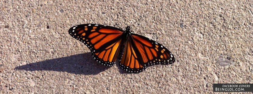Beautiful Butterfly Facebook Cover