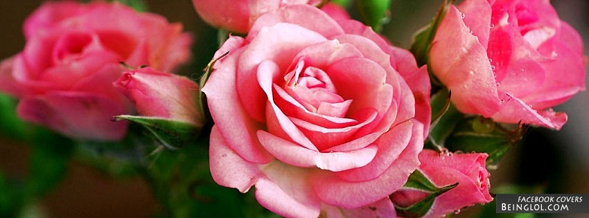 Blooming Pink Rose Facebook Cover