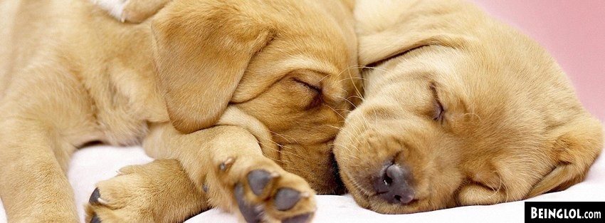 Dogs Cuddling Facebook Cover