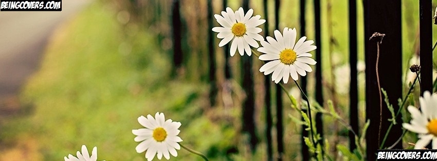Flowers Chamomile Fence Facebook Cover