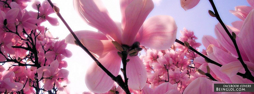 Flowers Facebook Cover
