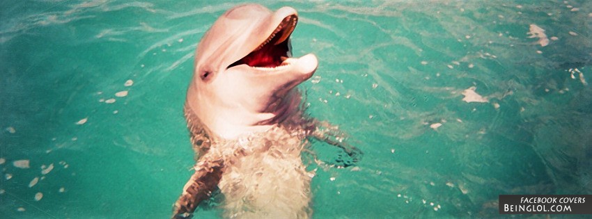 Happy Dolphin Facebook Cover
