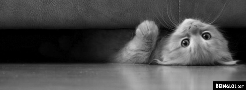 Kitty And The Couch Facebook Cover