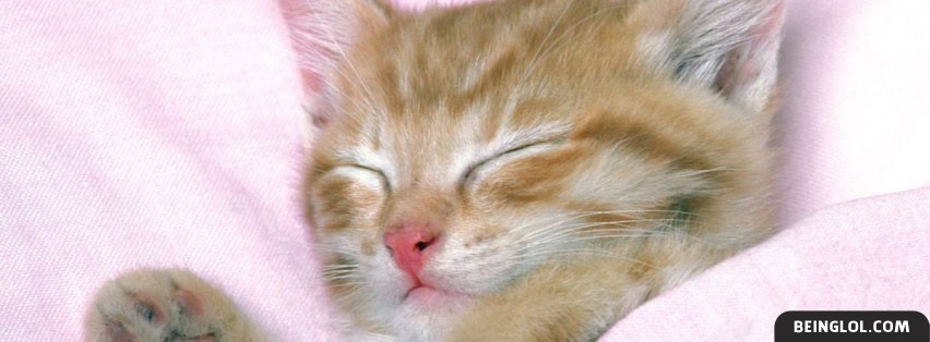 Kitty Cat Napping Facebook Cover