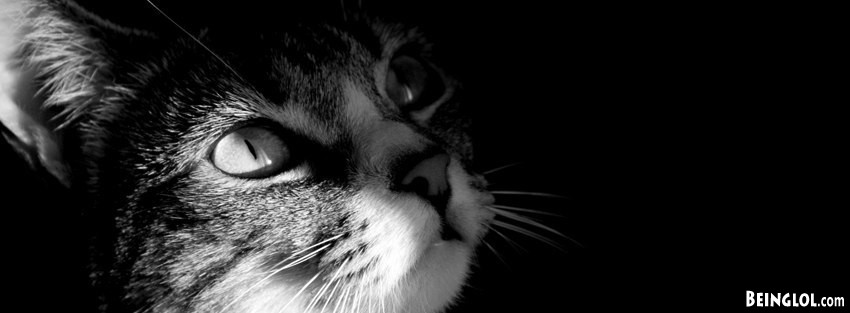 Kitty Looking Up Facebook Cover