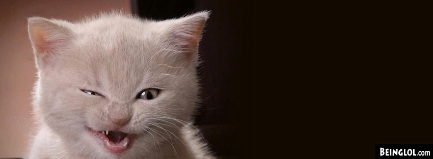 Kitty Stink Eye Facebook Cover