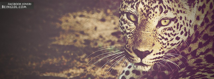 Leopard Facebook Cover