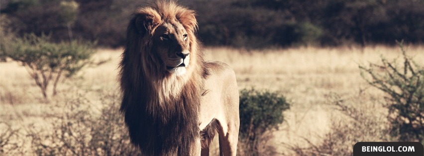 Lion In The Wilderness Facebook Cover