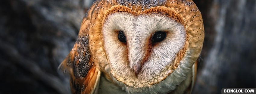 Owl Facebook Cover