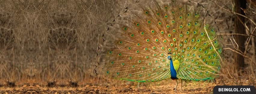 Peacock Facebook Cover