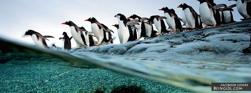 Penguins Diving Facebook Cover