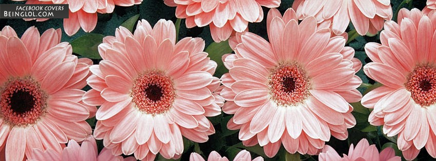 Pink Daisies Facebook Cover