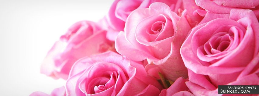 Pink Roses Facebook Cover