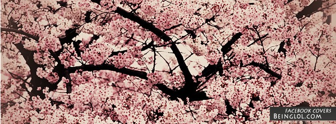 Sakura Flowers Facebook Cover