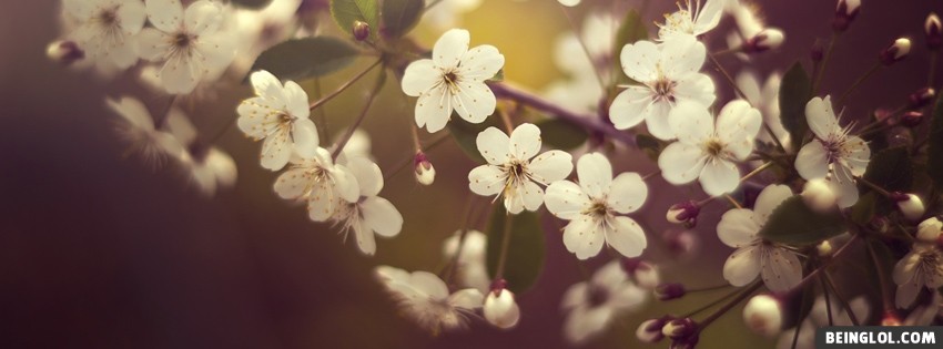 Springtime Flowers Facebook Cover
