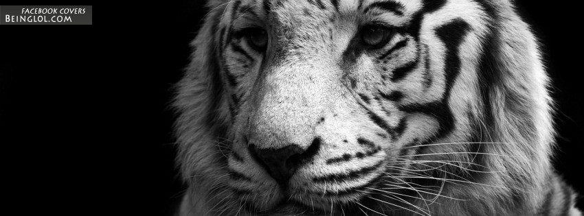 White Tiger Facebook Cover