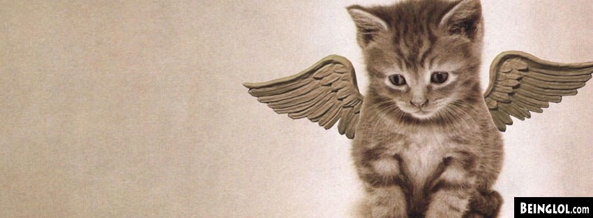 Angel Kitty  Cover