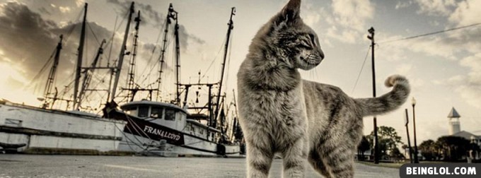 Cat and Boats Cover