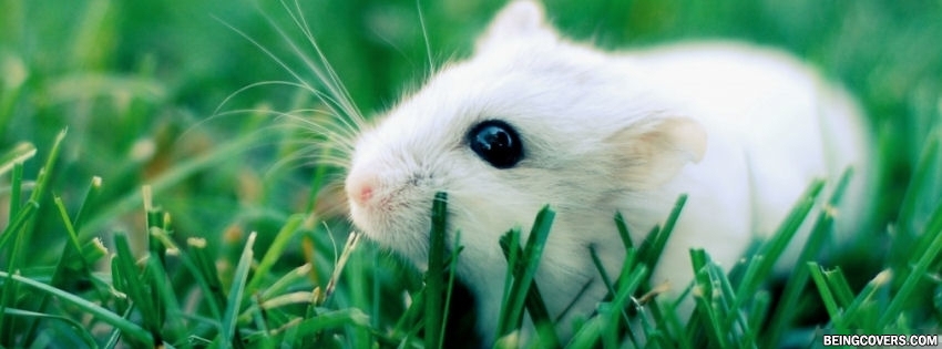 Cute Lovely Hamster Cover