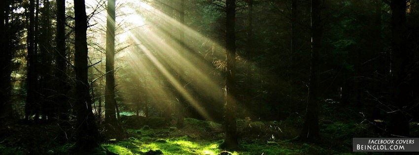 Forest Sun Rays Cover