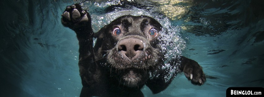 Funny Underwater Dog Cover