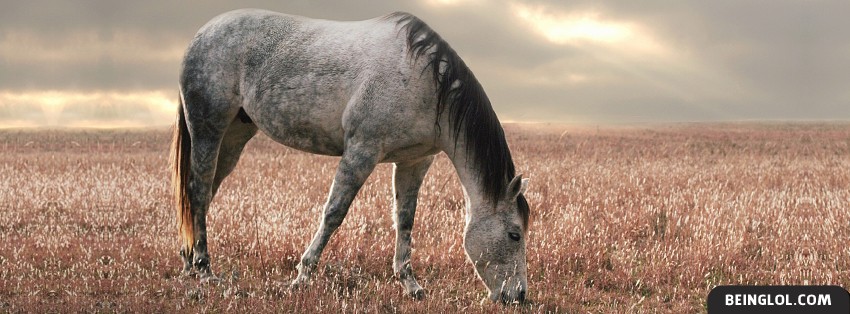 Horse Grazing Cover