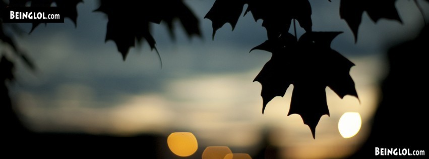 Nature Sunset Leaves Cover