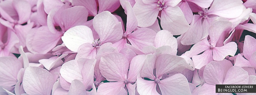 Pink Flowers Facebook Cover