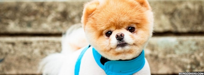 Pomeranian Cute Puppy Cover