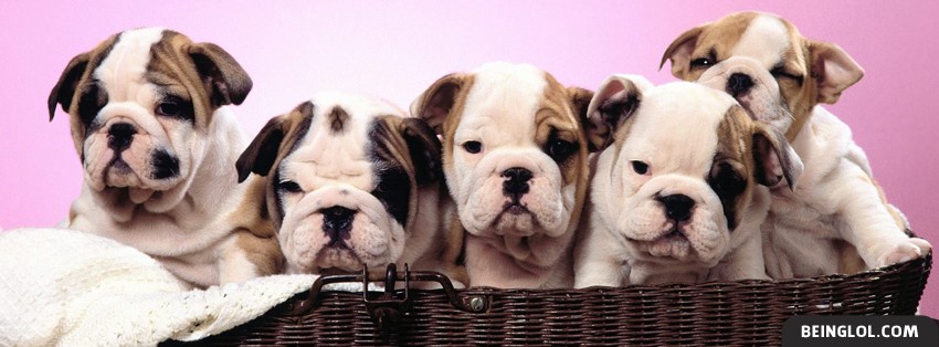 Puppies In A Basket Facebook Cover