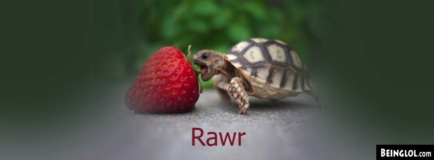 Rawr Turtle  Cover