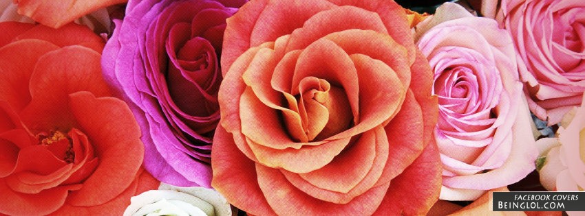Roses Facebook Cover
